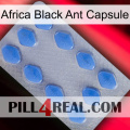 Africa Black Ant Capsule 21